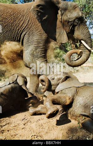 Elefante africano Loxodonta africana giovani croste interagire e polvere la balneazione Sud Africa Dist Africa Subsahariana Foto Stock