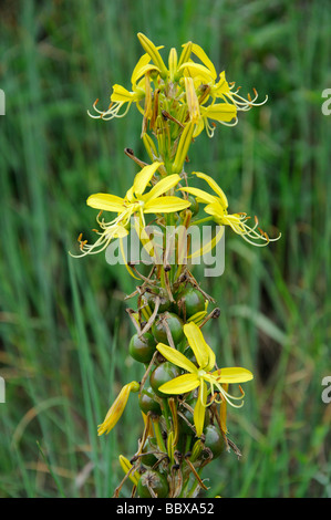 Asfodelo giallo (Asphodeline lutea), Francia Foto Stock