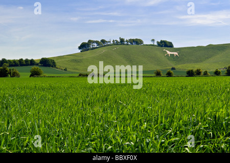 Cherhill white horse che è uno dei più famosi bianco gesso cavalli del Wiltshire prese a Cherhill vicino a Calne, Wiltshire Foto Stock