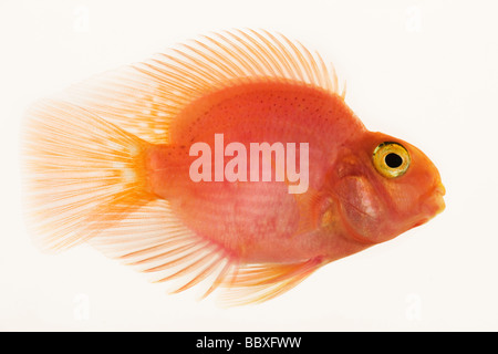 Rosso pesce pappagallo Studio shot contro uno sfondo bianco Foto Stock