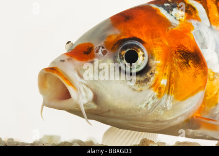 Uno spettacolare pesce Koi addomesticati varietà della carpa comune Cyprinus carpio allevati in diverse configurazioni di colore contro uno sfondo bianco