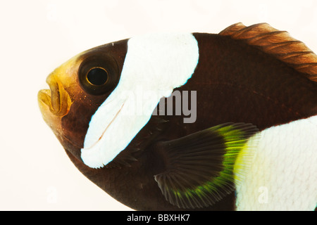 Bianco e nero False Percula Clownfish Amphiprion ocellaris Tropical marine pesci di scogliera Foto Stock