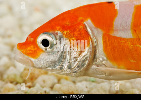 Uno spettacolare pesce Koi addomesticati varietà della carpa comune Cyprinus carpio allevati in diverse configurazioni di colore contro uno sfondo bianco Foto Stock