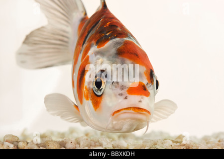 Uno spettacolare pesce Koi addomesticati varietà della carpa comune Cyprinus carpio allevati in diverse configurazioni di colore contro uno sfondo bianco