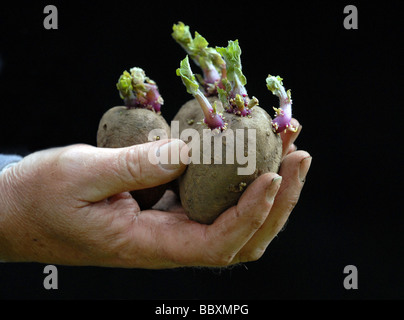 La germogliazione chitting tuberi seme di patate prima di piantare Foto Stock