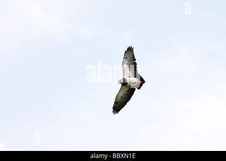 Nero-breasted Buzzard Eagle sorvolano Patagonia Foto Stock