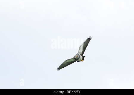 Nero-breasted Buzzard Eagle sorvolano Patagonia Foto Stock