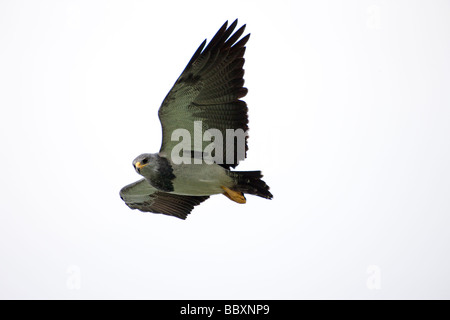 Nero-breasted Buzzard Eagle sorvolano Patagonia Foto Stock