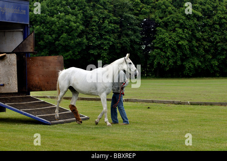 Polo pony essendo scaricata dalla casella di cavallo, REGNO UNITO Foto Stock