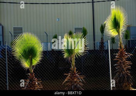 Washingtonia Robusta palm trees in a commercial landscaping setting, Florida Foto Stock
