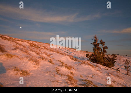 Tahoe Backcountry escursioni con le racchette da neve Sci e Snowboard Foto Stock