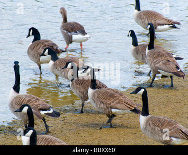 Oche del Canada (Branta canadensis) e uno Graylag Goose (Anser anser) entrata in acqua Foto Stock