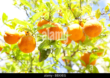 Close-up di organico arance spagnolo Foto Stock