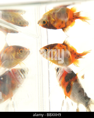 Goldfish riflessioni Carassius auratus auratus la Fishtank in studio Foto Stock