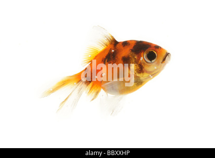 Ritaglio Goldfish Carassius auratus auratus la Fishtank in studio Foto Stock