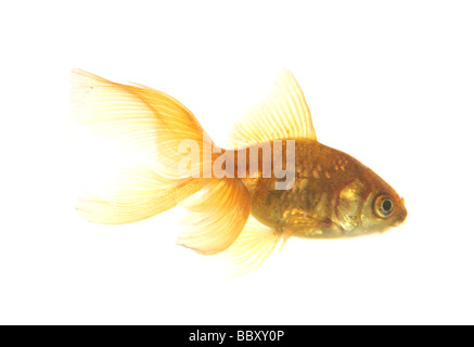 Ritaglio Goldfish Carassius auratus auratus la Fishtank in studio Foto Stock