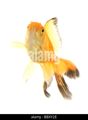 Fiocco goldfish ritaglio ritratto studio Foto Stock