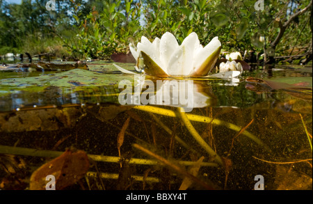 Nymphaea alba, noto anche come il bianco europeo Ninfea White Lotus o Nenuphar, è un aquatic fioritura delle piante della famiglia Foto Stock