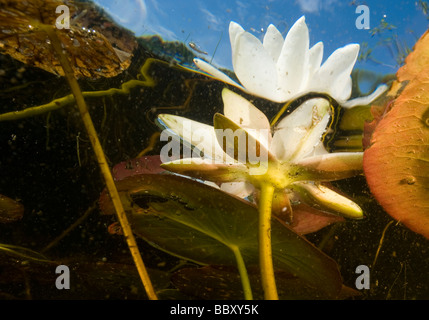 Nymphaea alba, noto anche come il bianco europeo Ninfea White Lotus o Nenuphar, è un aquatic fioritura delle piante della famiglia Foto Stock