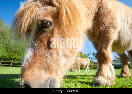 Una miniatura del pony Shetland pascolare in un campo di Berrynarbor North Devon Regno Unito Foto Stock