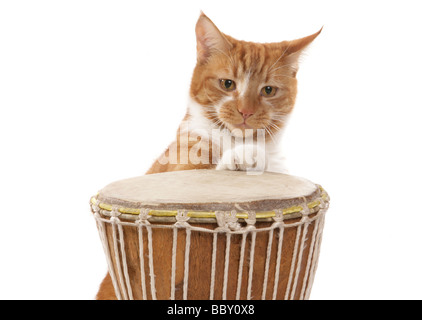 Lo zenzero cat giocando bongos ritratto in studio Foto Stock