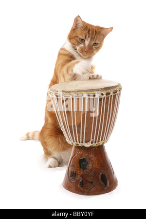 Lo zenzero cat giocando bongos ritratto in studio Foto Stock