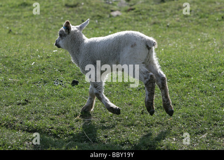 Giovane agnello in esecuzione in un campo ritratto farm in berkshire Foto Stock