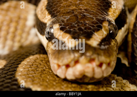 ROYAL Python Python regius Foto Stock