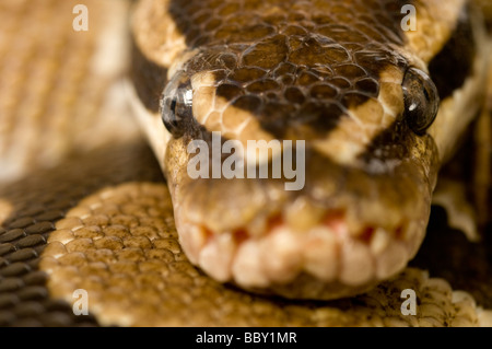 ROYAL Python Python regius Foto Stock