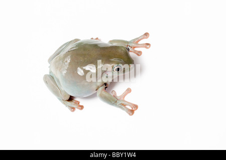 Bianco RAGANELLA Litoria caerulea Foto Stock