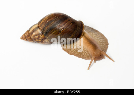 Gigante LANDSNAIL africane Achatina maculata Foto Stock