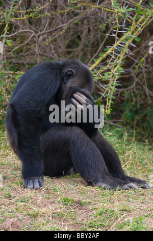 Orfano di scimpanzé (Pan troglodytes) Ol Pejeta, Sweetwaters santuario di scimpanzé, Kenya. Foto Stock