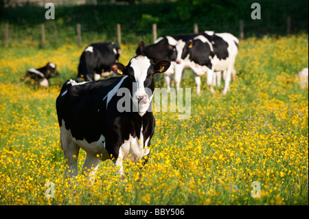 Holstein giovenche in un tradizionale vecchio pascoli coperti in Renoncules a inizio estate Cumbria Foto Stock