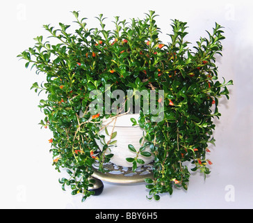 Goldfish pianta di casa è una pianta flowering dalla famiglia Columnea Gesneriaceae. Foto Stock