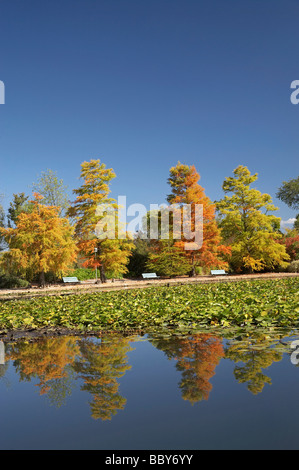 Colore di autunno riflessa nella piscina di Nerang Commonwealth Park atto di Canberra Australia Foto Stock