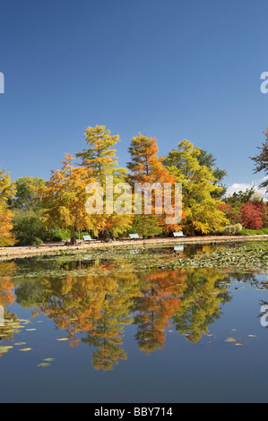 Colore di autunno riflessa nella piscina di Nerang Commonwealth Park atto di Canberra Australia Foto Stock