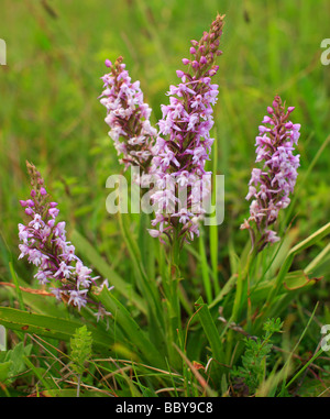 Orchidea profumata Gymnadenia conopsea. Lullingstone, Kent, Inghilterra, Regno Unito. Foto Stock