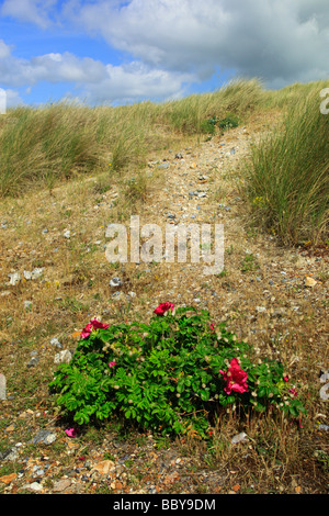 Rose selvatiche che crescono in dune di sabbia. West Beach, Littlehampton, West Sussex, in Inghilterra, Regno Unito. Foto Stock