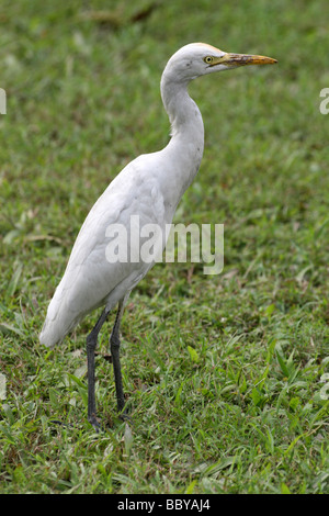 Intermedio o giallo-fatturati Garzetta Ardea intermedia presi in Kolkata, India Foto Stock