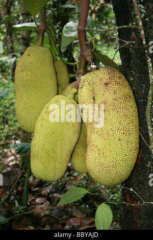 Jackfruit Artocarpus heterophyllus Foto Stock