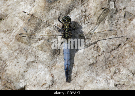 Maschio nero-tailed Skimmer cancellatum Orthetrum poggiante su una roccia Foto Stock