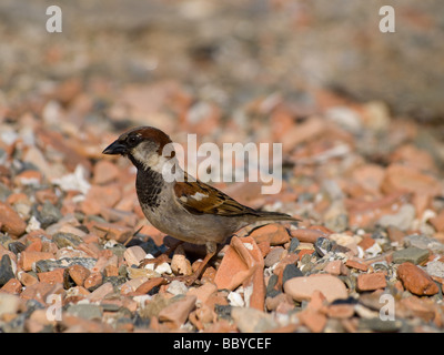 Passero spagnolo Foto Stock