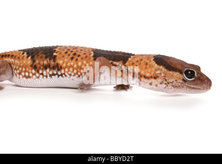 African Fat tailed Gecko Hemitheconyx caudicinctus ritratto in studio Foto Stock
