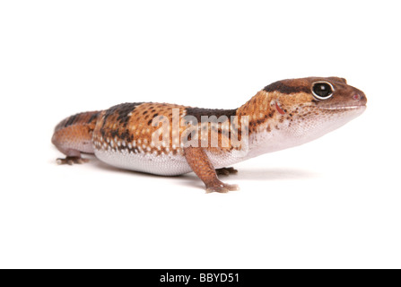 African Fat tailed Gecko Hemitheconyx caudicinctus ritratto in studio Foto Stock