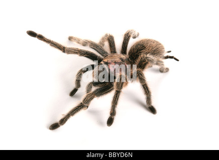 Rosa cilena tarantola Grammostola rosea ritratto in studio Foto Stock