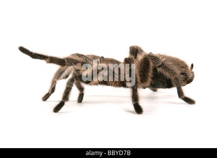 Rosa cilena tarantola Grammostola rosea ritratto in studio Foto Stock