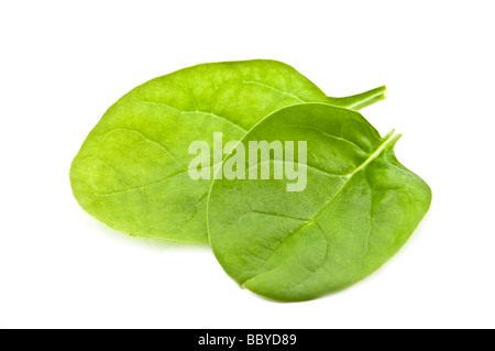 Gli spinaci isolati su sfondo bianco Foto Stock