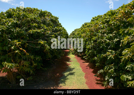 Coffee Tree maze a Kauai Coffee Company Kauai HI Foto Stock