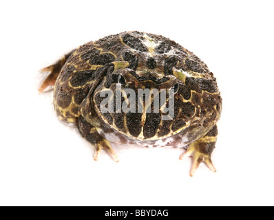 Cranwell s rana cornuta aka Chacoan rana cornuta Ceratophrys cranwelli ritratto in un stuio Foto Stock