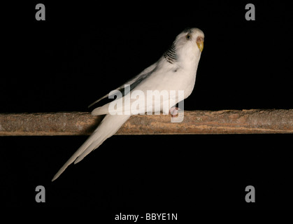 Budgerigar Melopsittacus undulatus adulto si appollaia in studio Foto Stock